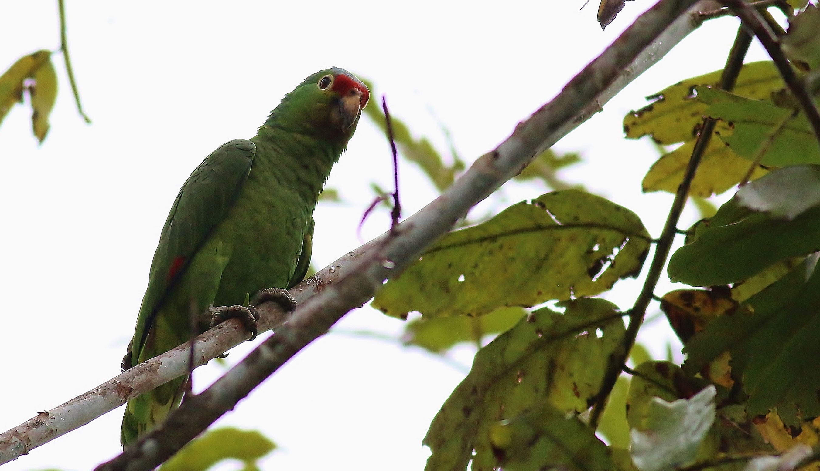 Red-lored Parrot